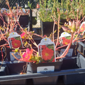 4" PURSLANE RIO GRANDE RED