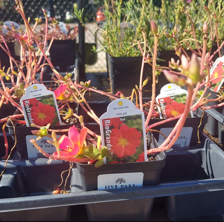 4" PURSLANE RIO GRANDE RED