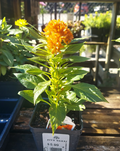 4" CELOSIA TWISTED DARK ORANGE
