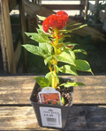 4" CELOSIA TWISTED RED CURRANT