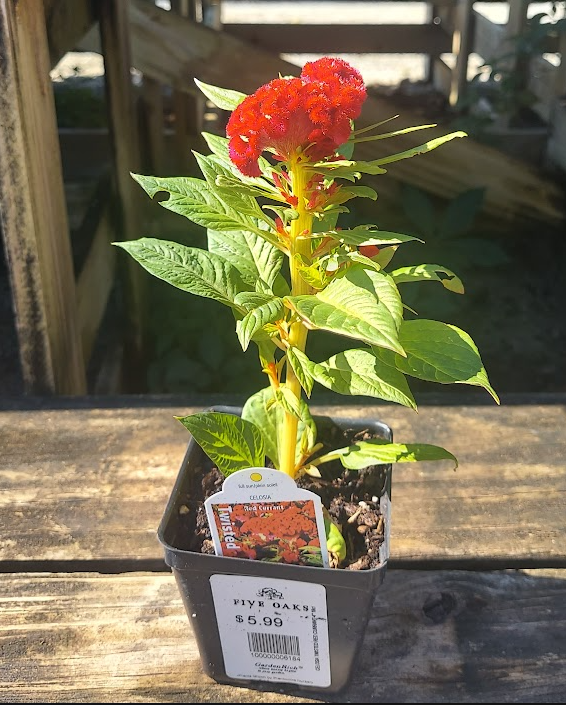 4" CELOSIA TWISTED RED CURRANT