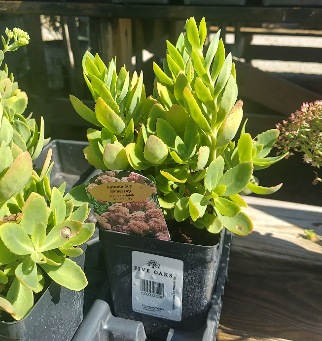 1Qt Sedum 'Autumn Joy'
