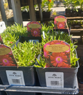 1 QT DELOSPERMA JEWEL OF THE DESERT GARNET (RED)