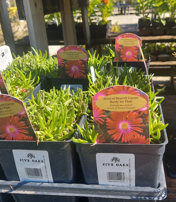 1 QT DELOSPERMA JEWEL OF THE DESERT GARNET (RED)