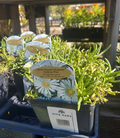1 QT DELOSPERMA JEWEL OF THE DESERT MOONSTONE (WHITE)