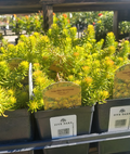 1 QT SEDUM ANGELINA (YELLOW)
