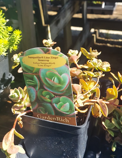 1 QUART SEDUM SUNSPARKLER LIME ZINGER (LIGHT PINK)
