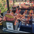 1G Celosia Dragons Breath