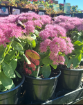 1 GAL SEDUM NEON (PINK)