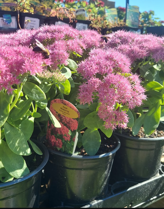 1 GAL SEDUM NEON (PINK)