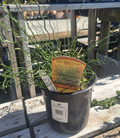 1 GAL JUNCUS BIG TWISTER