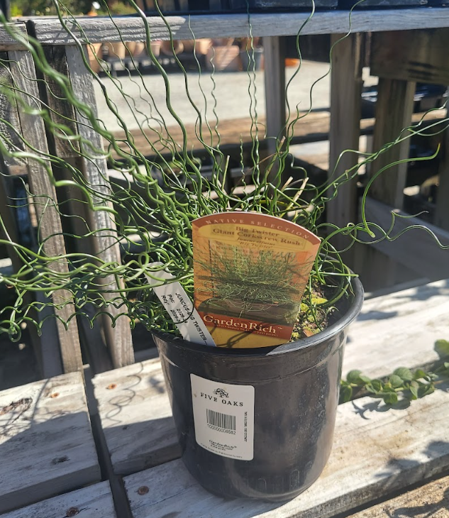 1 GAL JUNCUS BIG TWISTER