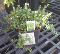 4" THYME ARCHERS GOLD
