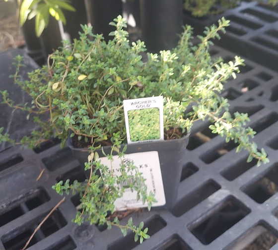 4" THYME ARCHERS GOLD