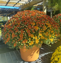 Large Mum 12"
