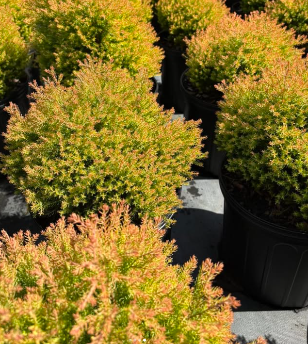 Thuja Fire Chief 3g